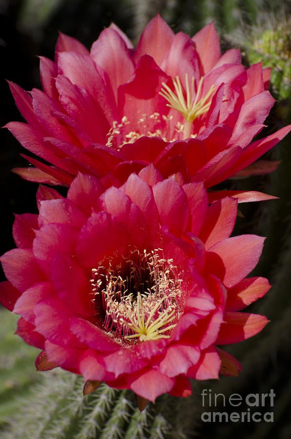 Flowers Still Life Photograph - Red cactus flowers #1 by Jim And Emily Bush