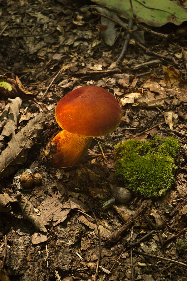 Red Caped Mushroom 3 #2 Photograph by Douglas Barnett