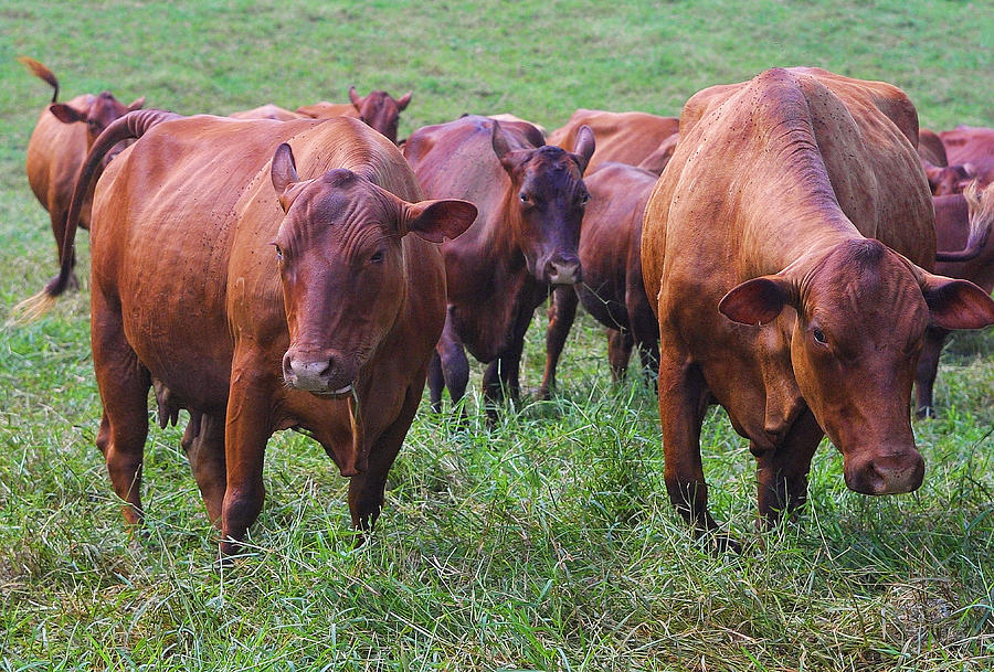 Red Cattle In Jamaica Photograph by Linda Phelps