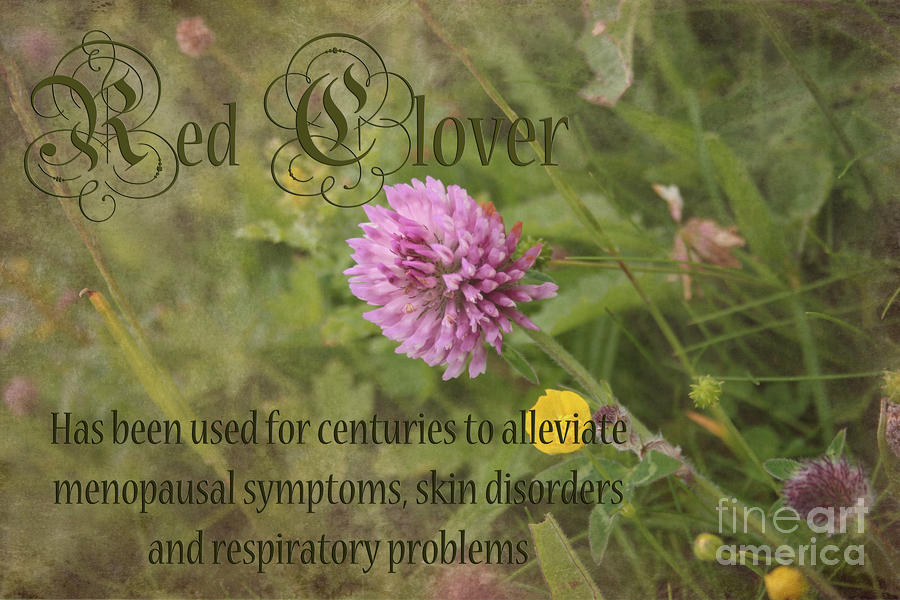 Red Clover #1 Photograph by Carole Lloyd
