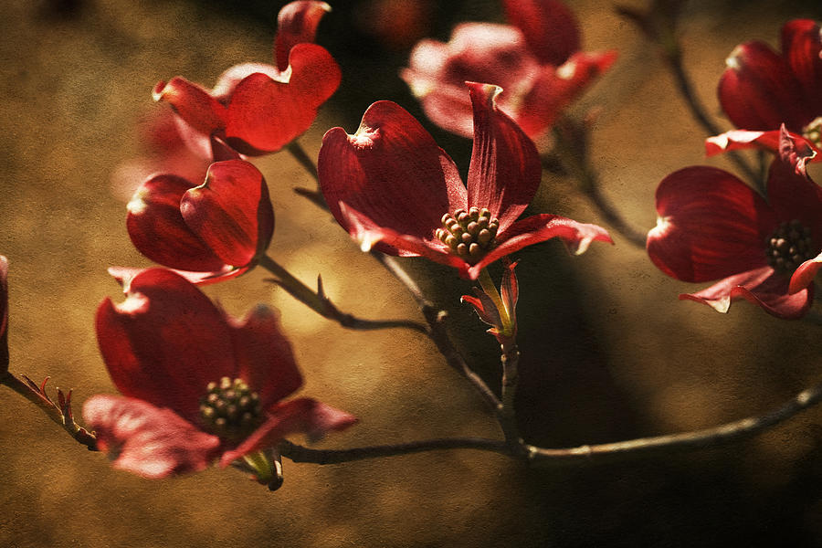 Red Dogwood #1 Photograph by Bonnie Bruno