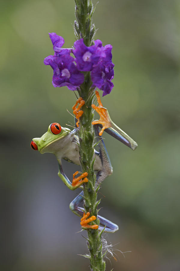 Red Eyed Tree Frog Climbing On Flower #1 Photograph by Tim Fitzharris