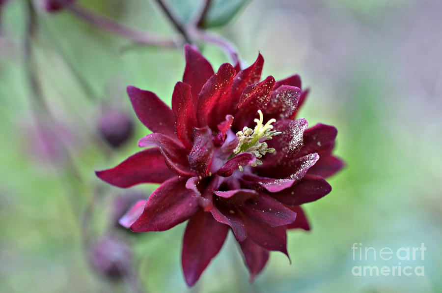 Red Flower #1 Photograph by Lila Fisher-Wenzel