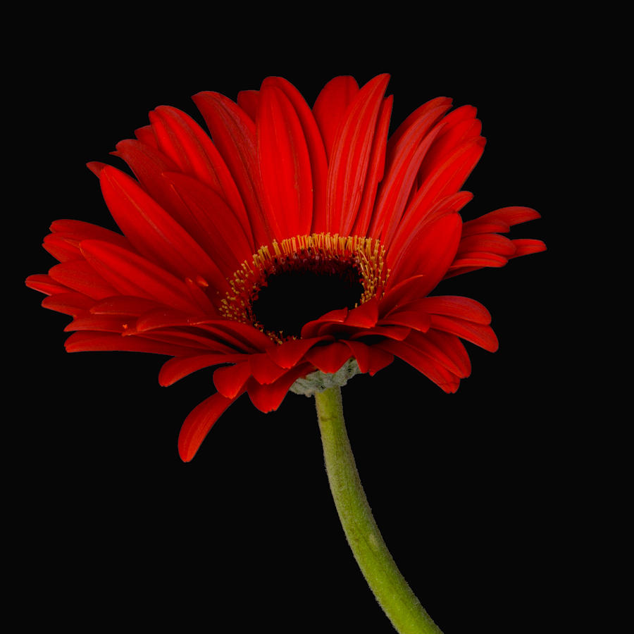 Red Gerbera Daisy Photograph by Dawn Black