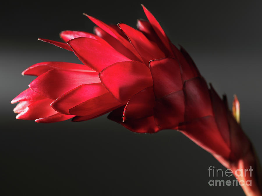 Flower Photograph - Red Ginger Alpinia Purpurata Flower #1 by Maxim Images Exquisite Prints