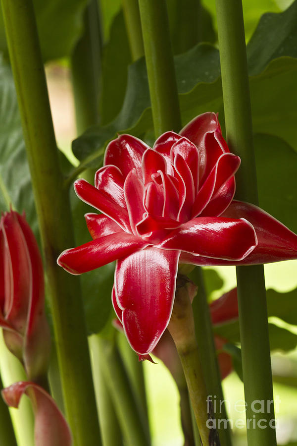 Red Ginger Lily #1 Photograph by Heiko Koehrer-Wagner