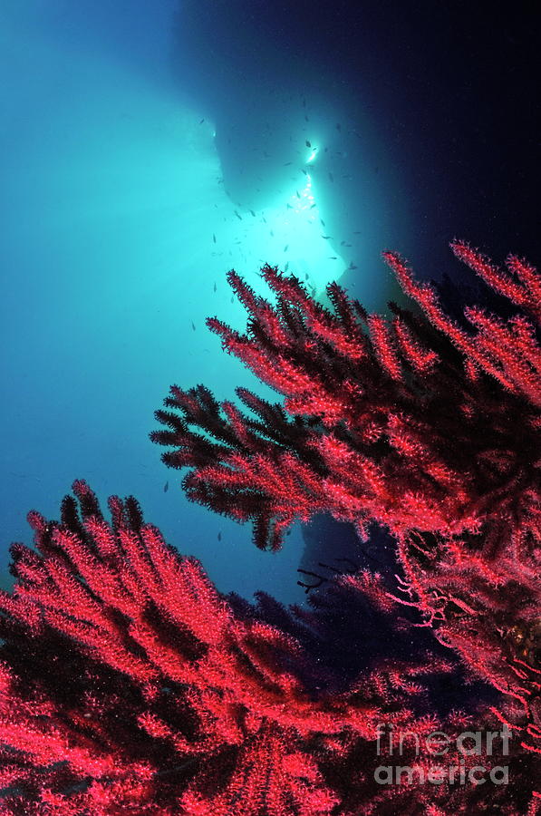Red gorgonian sea fan underwater #1 Photograph by Sami Sarkis