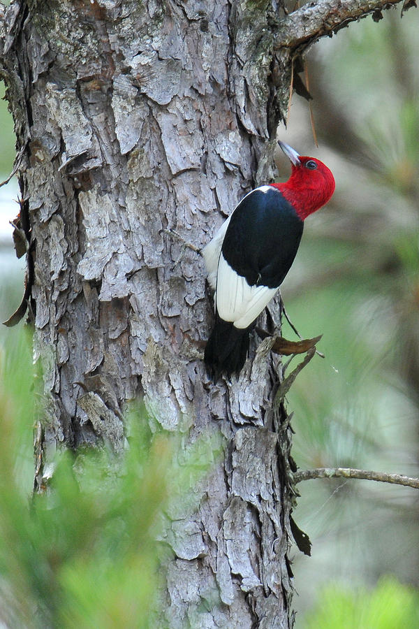 Red-headed Woodpecker #2 Photograph by Alan Lenk