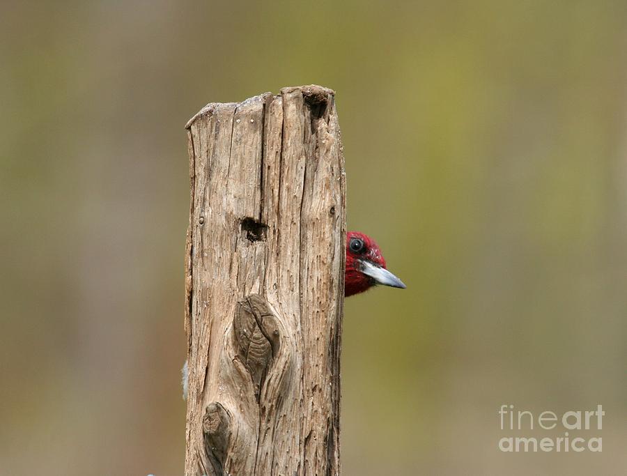 Red-headed Woodpecker #1 Photograph by Jack R Brock