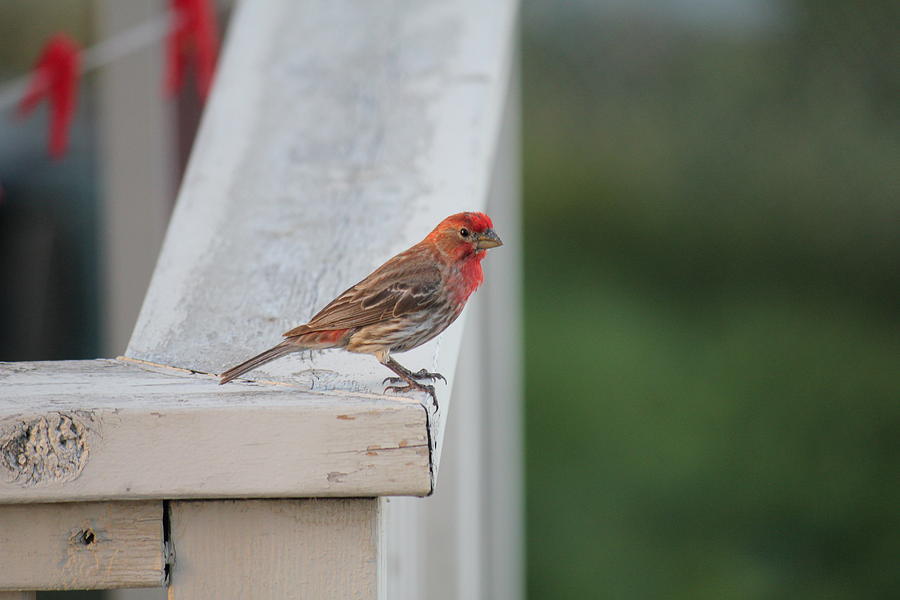 Red House Finch #2 Photograph by Donna L Munro