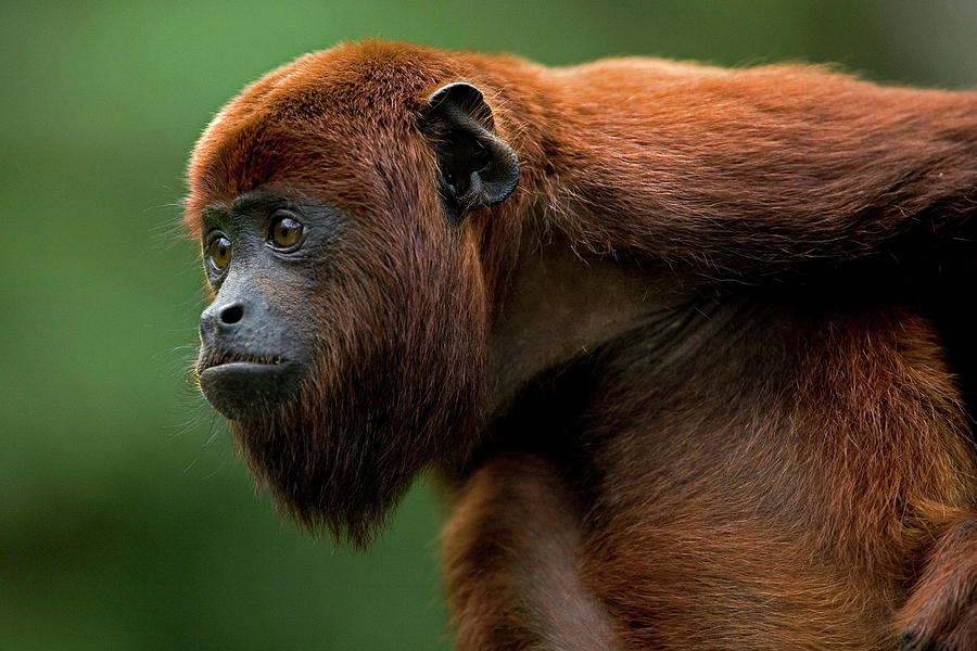 Red Howler Monkey Alouatta Seniculus Photograph by Ingo Arndt