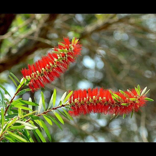 Nature Photograph - Red Is Always Gorgeous, By My Lens #1 by Ahmed Oujan