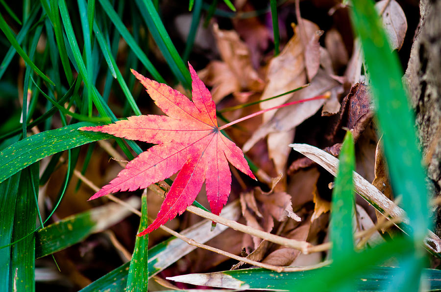 Abstract Photograph - Red leave up on grass  #1 by U Schade