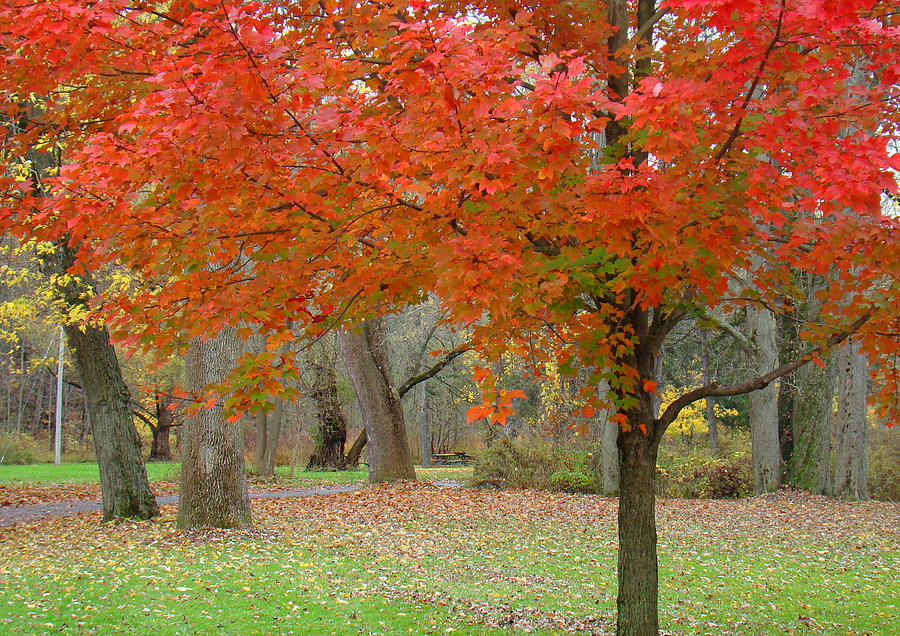 Red Leaves Photograph by Erasmo Hernandez - Fine Art America