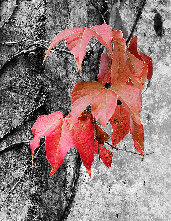 Fall Photograph - Red Leaves #1 by Jim And Emily Bush