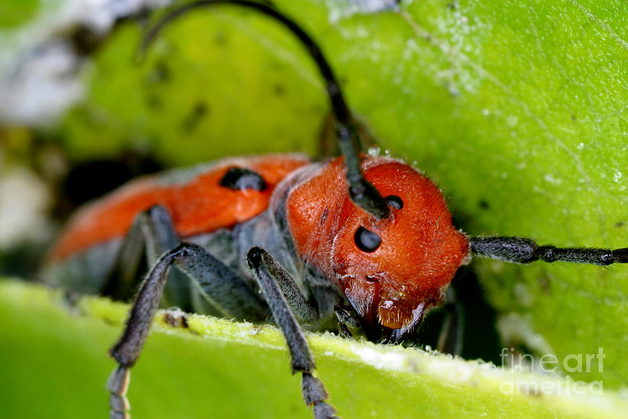 Red Milkweed Beetle #1 Photograph by Ted Kinsman