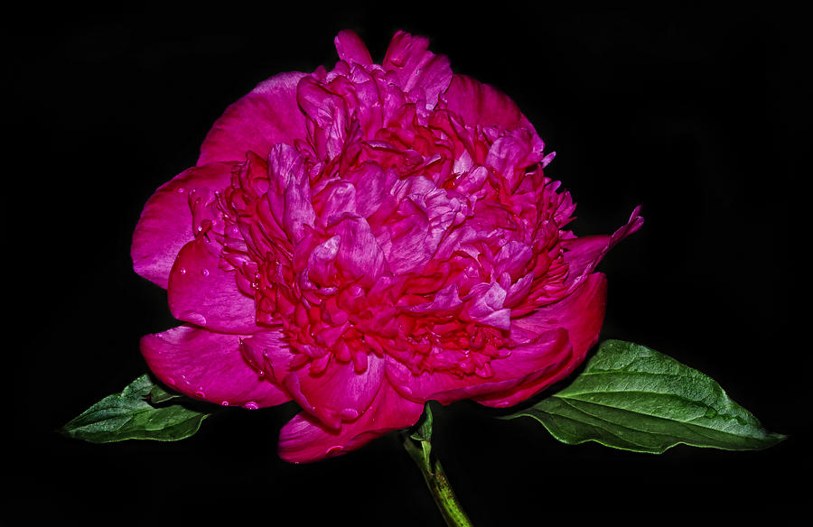 Red Peony #1 Photograph by Dave Mills