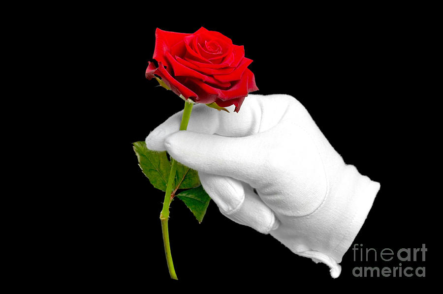 Flowers Still Life Photograph - Red rose and white glove #1 by Richard Thomas