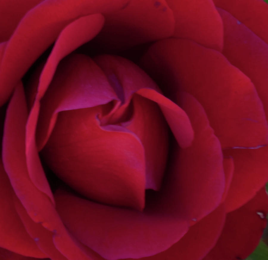 A Red Rose Photograph by Gilbert Artiaga