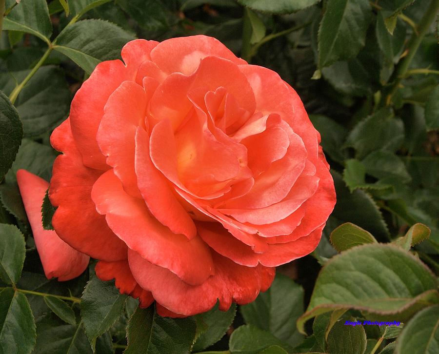 red-rose-photograph-by-gerald-bilton-fine-art-america