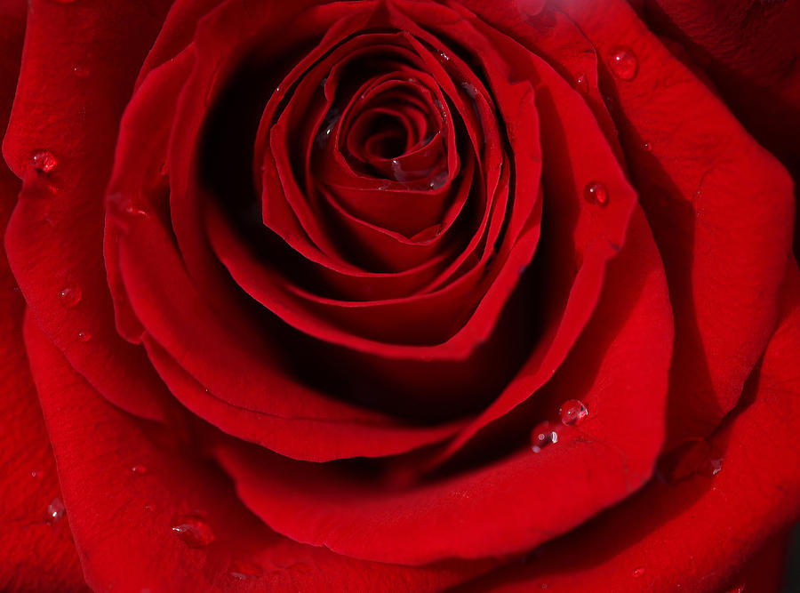 Red Rose of Love  #1 Photograph by Sheila Kay McIntyre