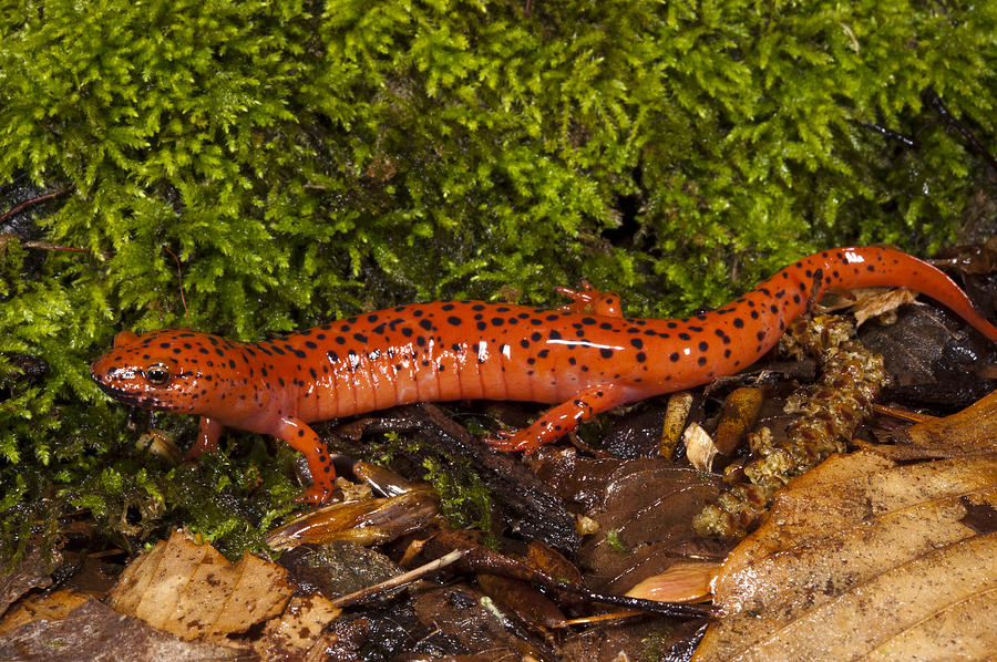 Red Salamander Pseudotriton Ruber #1 Photograph by Pete Oxford