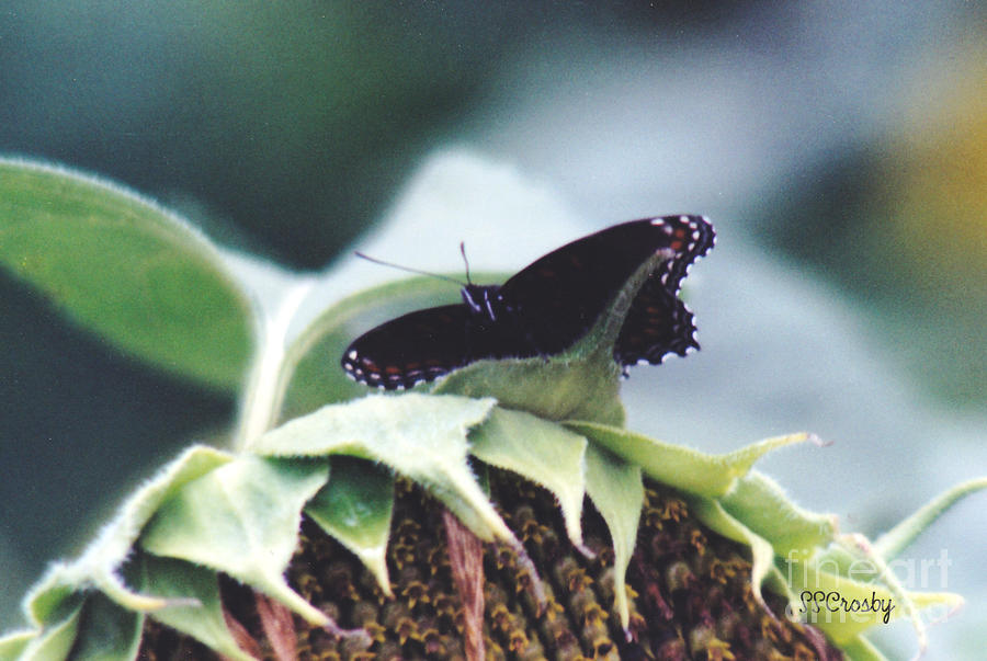 Red spotted Purple Butterfly #1 Photograph by Susan Stevens Crosby