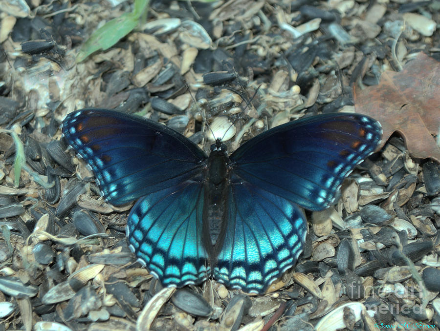 Red Spotted Purple Swallowtail Butterfly #2 Photograph by Donna Brown