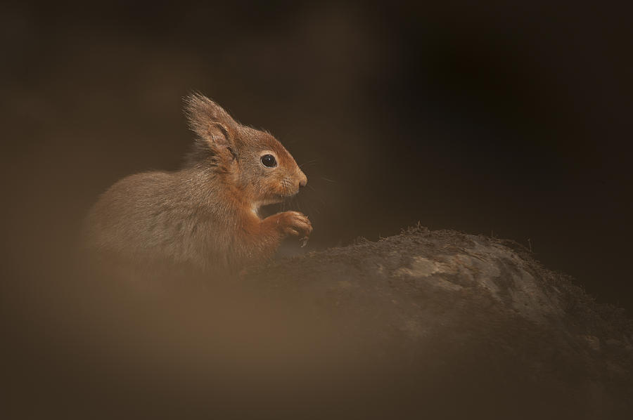 Red Squirrel #1 Photograph by Andy Astbury