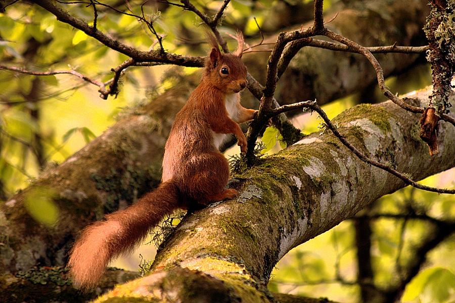 Red squirrel #1 Photograph by Gavin Macrae