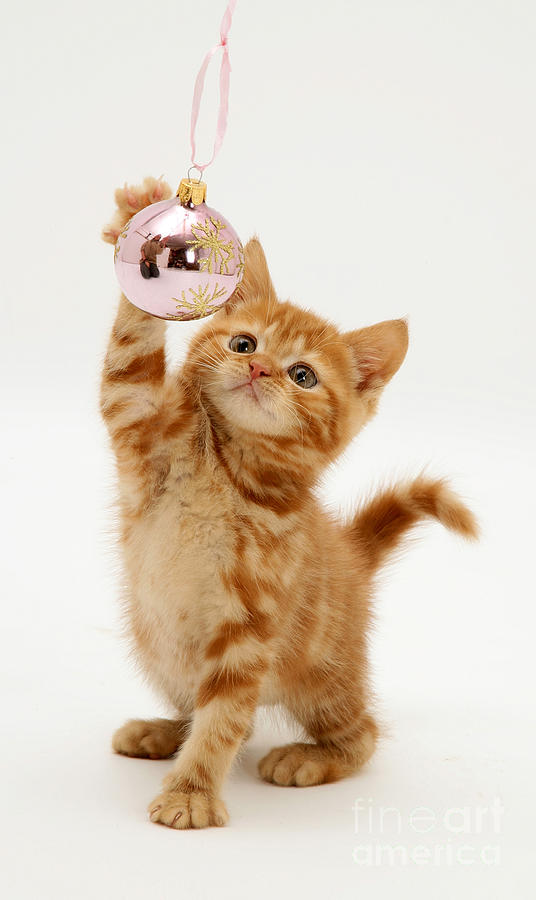 Red Tabby Kitten With An Ornament #1 Photograph by Jane Burton
