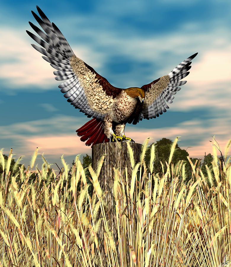 Red Tail Hawk #1 Digital Art by Walter Colvin