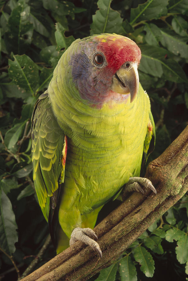 Red-tailed Amazon Amazona Brasiliensis #1 Photograph by Claus Meyer