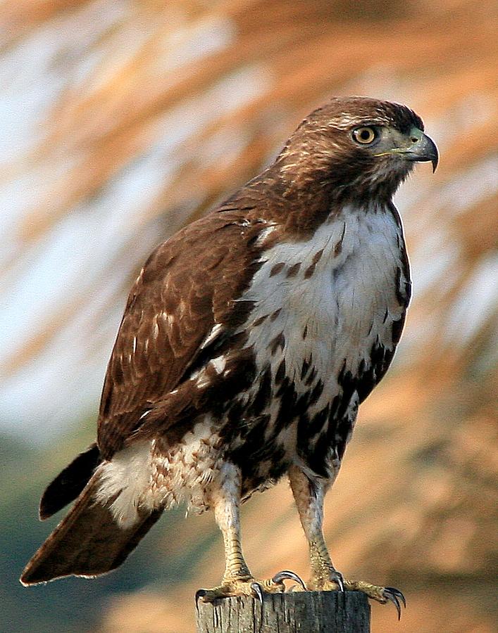 Red Tailed Hawk Photograph by Ira Runyan - Fine Art America