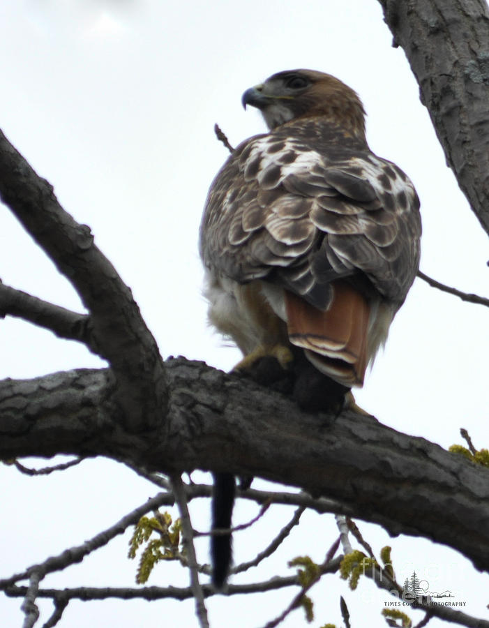 Red-Tailed Hawk #1 Photograph by Ronald Grogan