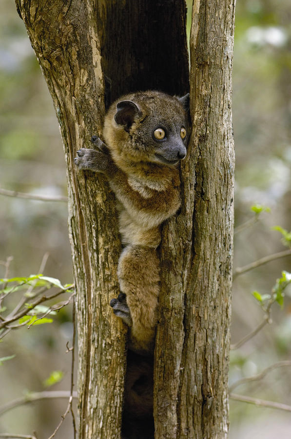 Red-tailed Sportive Lemur Lepilemur #1 Photograph by Pete Oxford