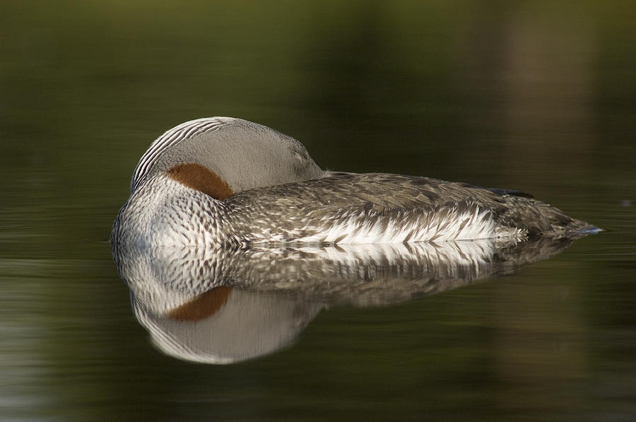 Red-throated Loon Gavia Stellata #1 Photograph by Michael Quinton