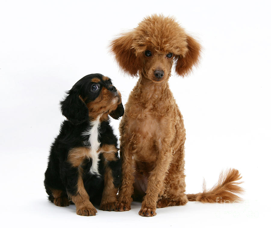 Red Toy And Cavalier King Photograph by Mark Taylor - Pixels