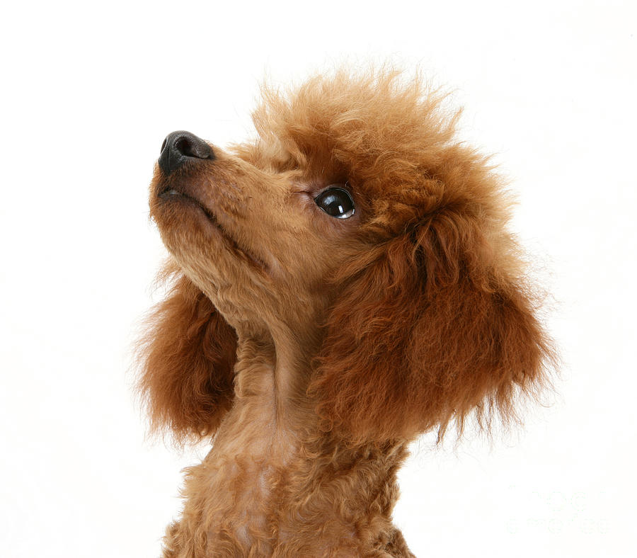Red Toy Poodle #1 Photograph by Mark Taylor