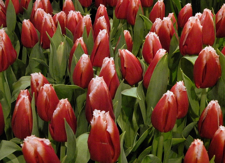 Tulip Photograph - Red Tulip Heaven #1 by Trish Tritz