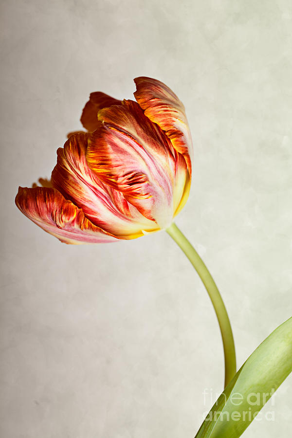 Easter Photograph - Red Tulip #1 by Nailia Schwarz