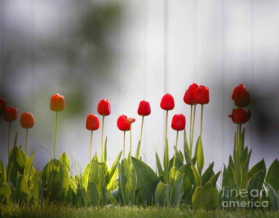 Red tulips Photograph by Yumi Johnson