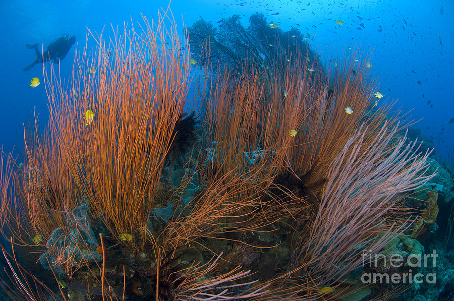 Red Whip Coral Sea Fan With Diver #1 Photograph by Steve Jones