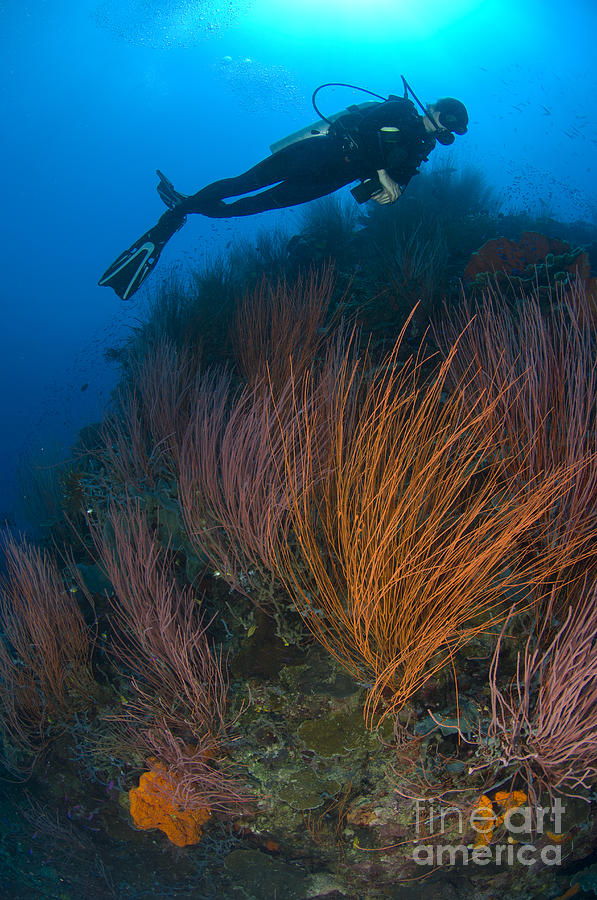 Red Whip Fan Coral With Diver, Papua #1 Photograph by Steve Jones