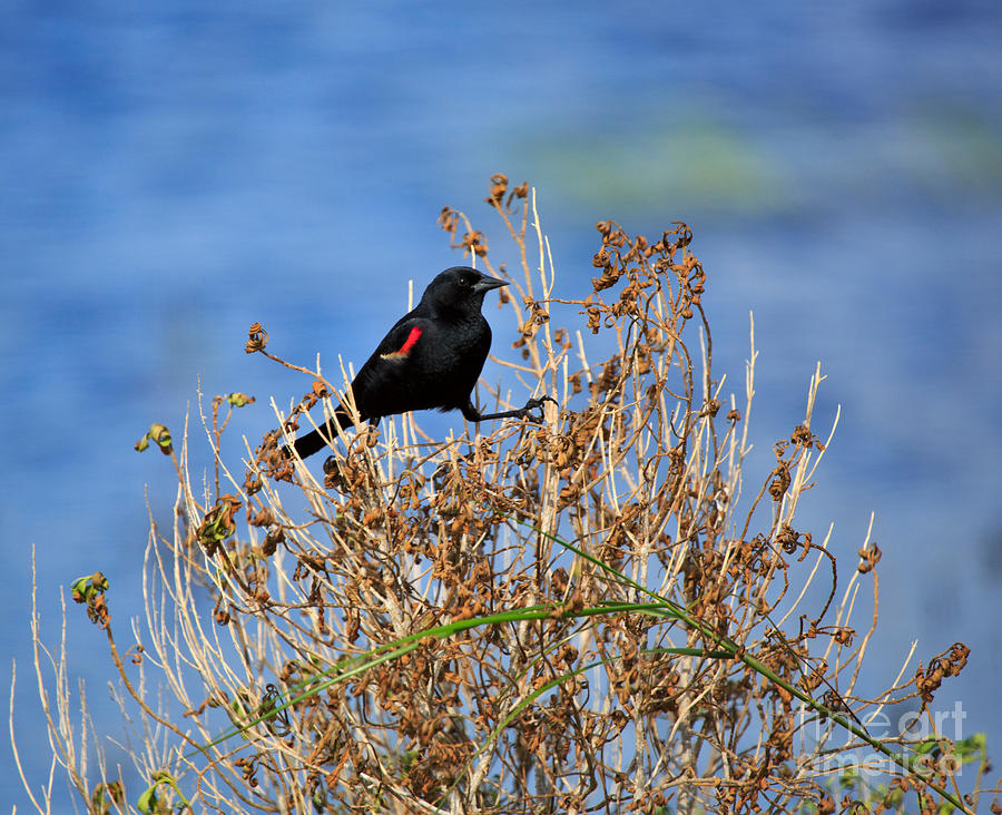 Red-winged Blackbird #2 Photograph by Louise Heusinkveld