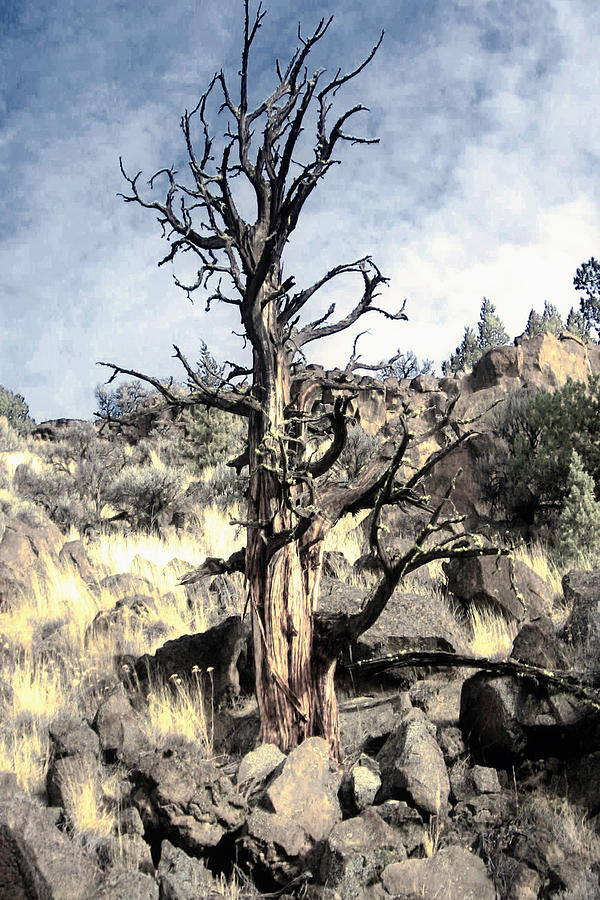 Redmond Tree Photograph