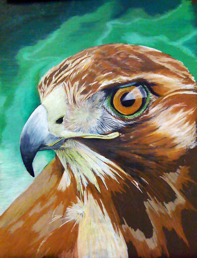 Redtail Drawing by Thomas Kramer - Fine Art America