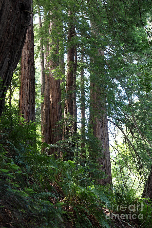 Redwoods Sequoia Sempervirens #1 Photograph by Ted Kinsman