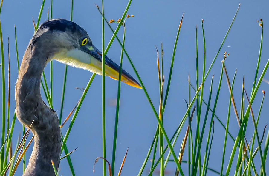 Reed Wader Photograph By Brian Stevens Fine Art America