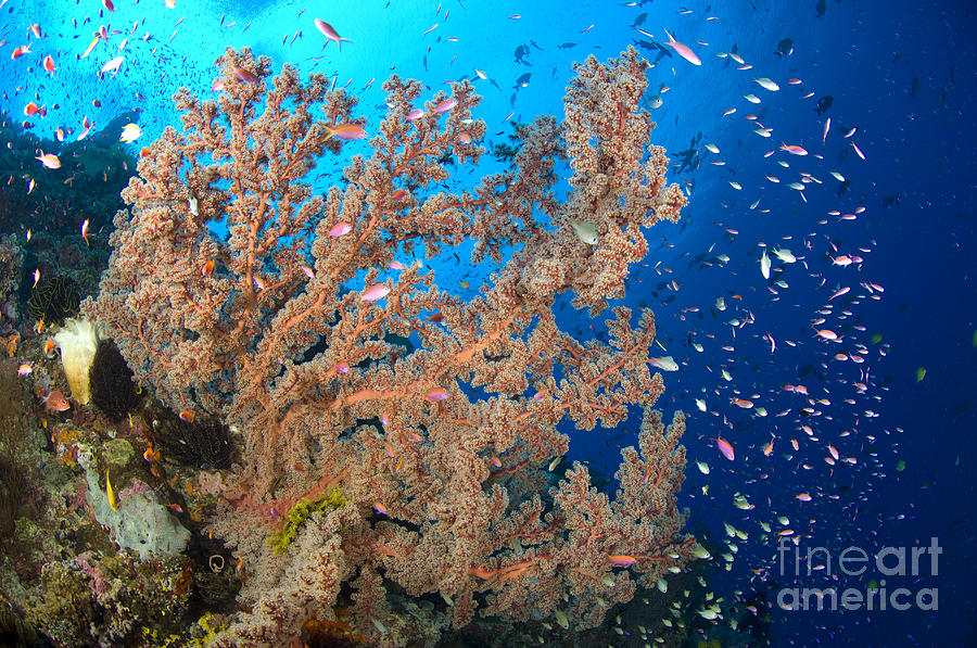 Reef Scene With Sea Fan, Papua New #1 Photograph by Steve Jones